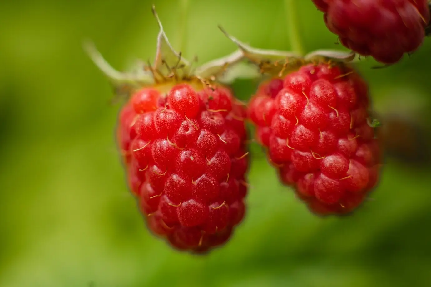Bild von reifen Himbeeren an einem Zweig im Wald. Ein paar pinke Beeren hängen an einem Zweig vor verschwommenem Hintergrund.