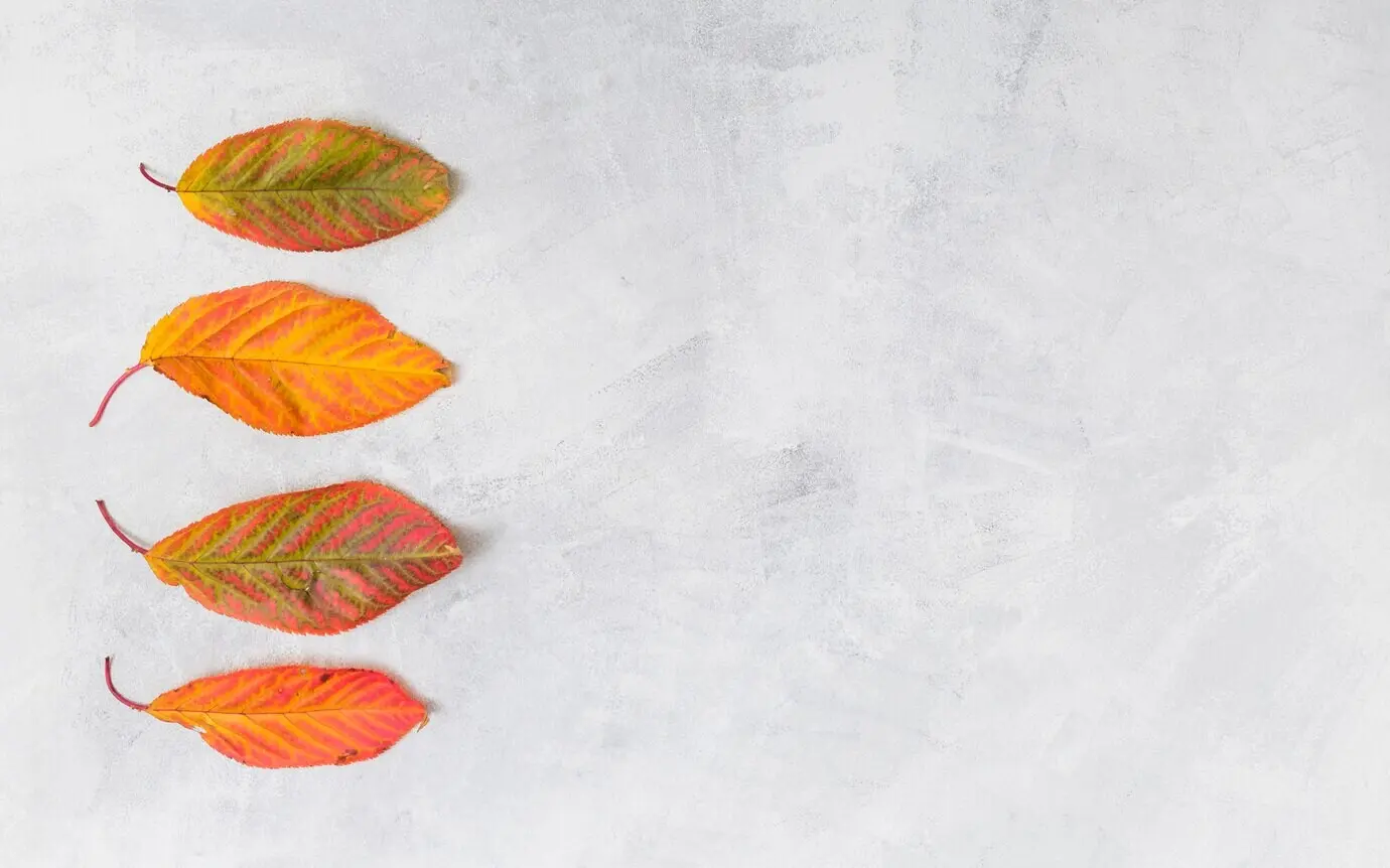 Bitte sende mir die ursprüngliche Beschreibung von „Leaves“, die ich auf Deutsch umformulieren soll.